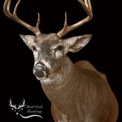 White Tail Shoulder Mount