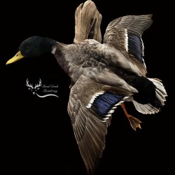 Mallard Mount