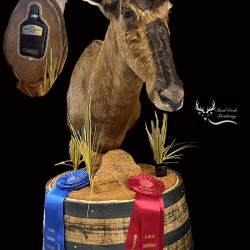 Red Hartebeest Shoulder Mount