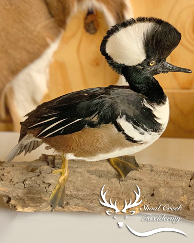 exotic animal taxidermist located in Gadsden Alabama